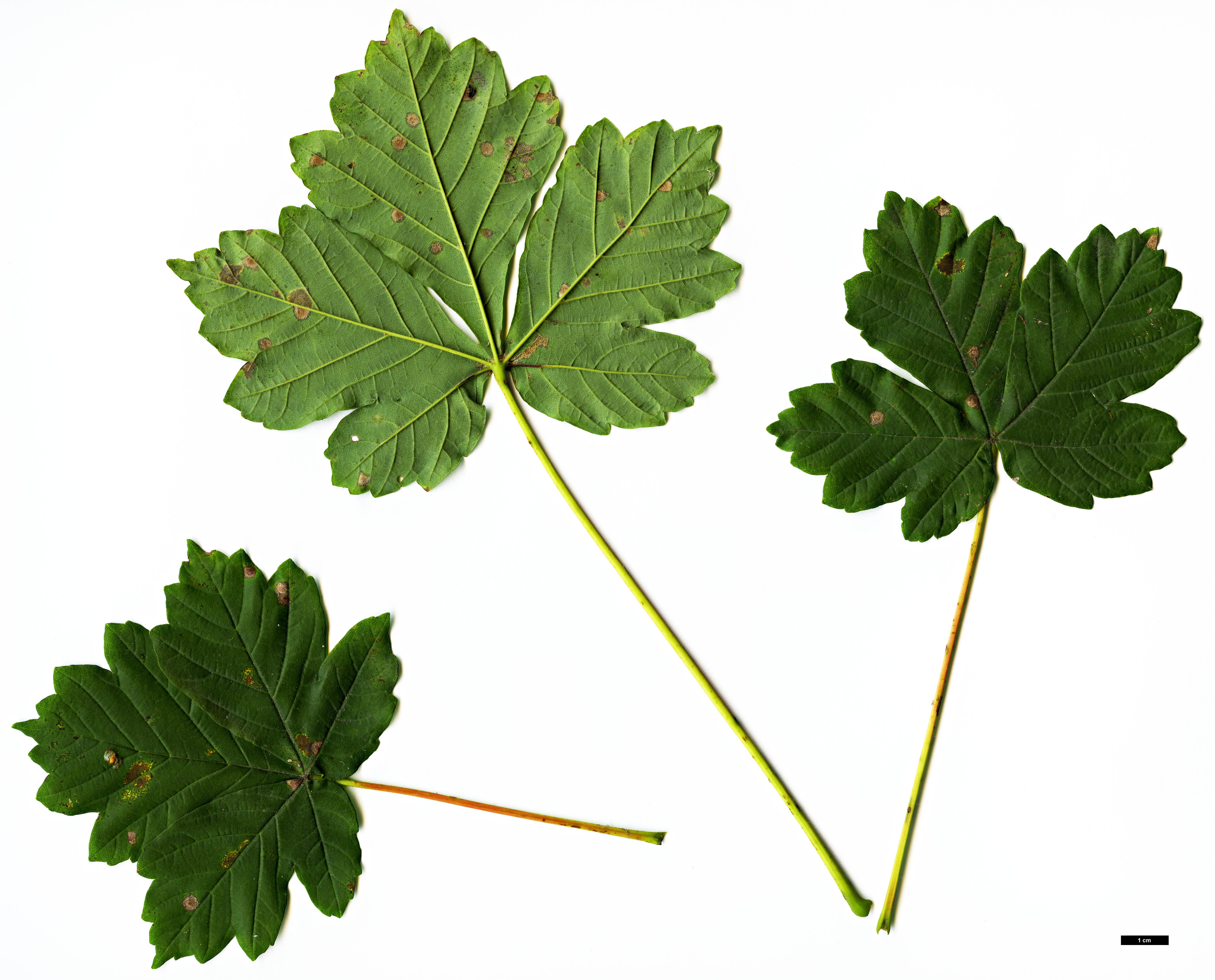 High resolution image: Family: Sapindaceae - Genus: Acer - Taxon: heldreichii - SpeciesSub: var. macropterum